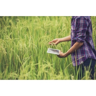 farmer-standing-rice-field-with-tablet.jpg